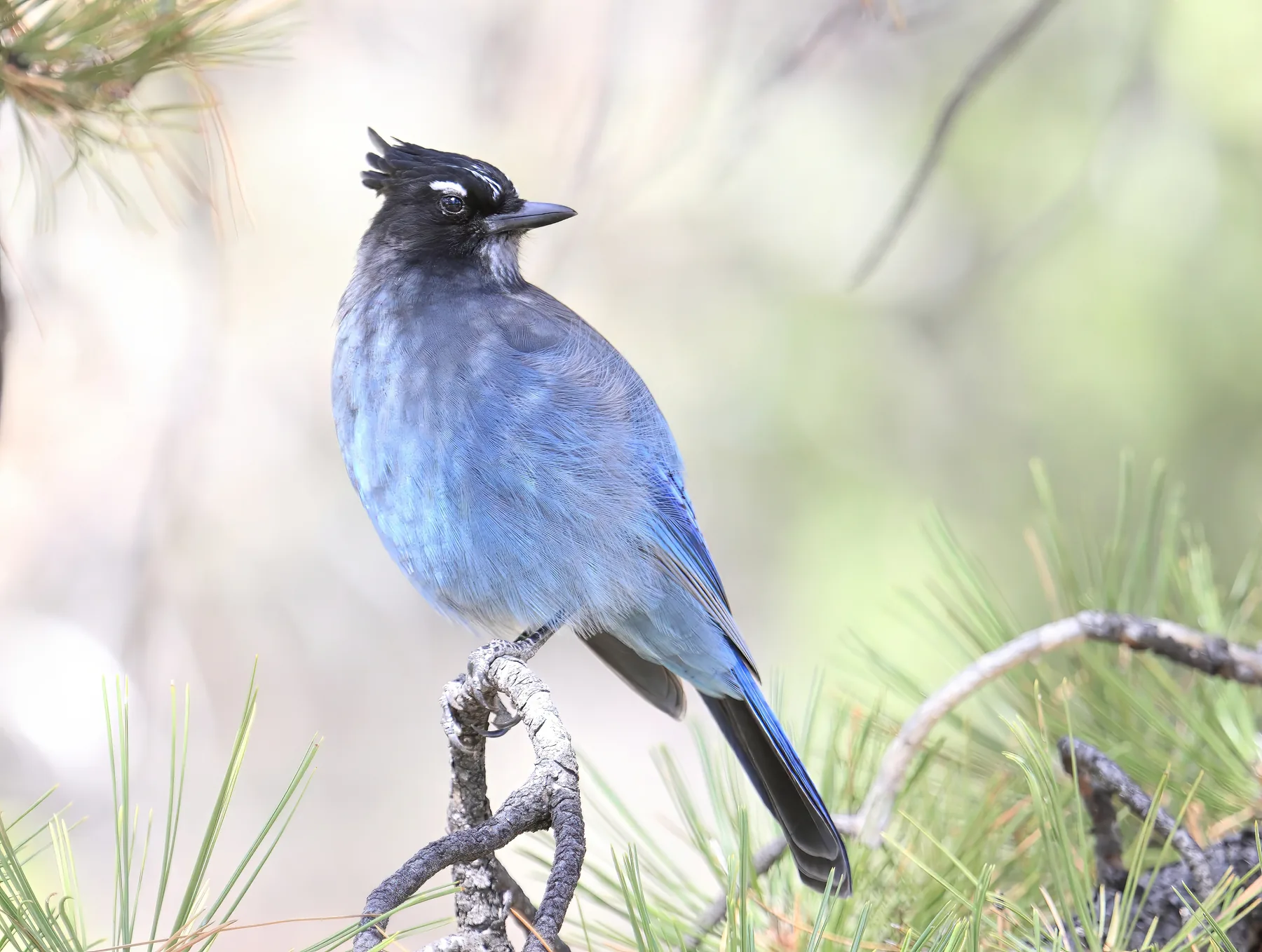 A Steller's jay perched on a pine branch, photographed and developed in Finchory